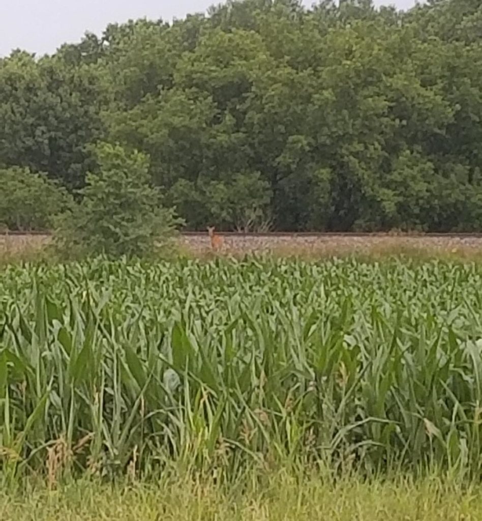 Photo Gallery Town of Wyocena, Columbia County, WI